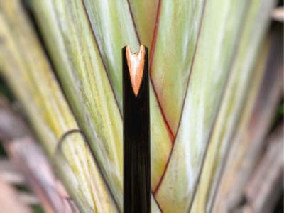 Quenacho - Flauta Estilo Quenacho - Bambu & Black 2