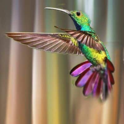 Beija-Flor