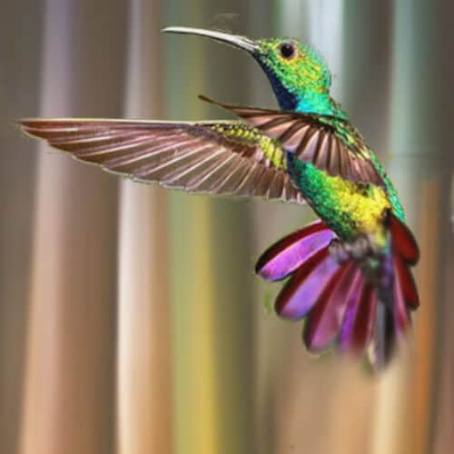Beija-Flor